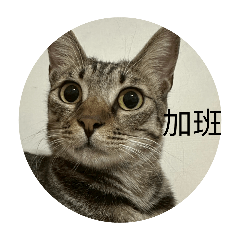 tingtingwang_20260206115215