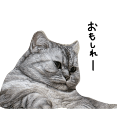 gyoruma_20260207080911