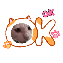 Chompoo_20260206173721