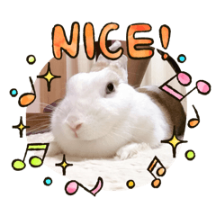 nico star_20260205214226