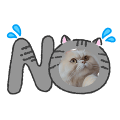 Chocolate_20260208032021