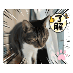 shibutoko_20260208004051