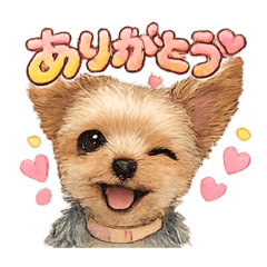 kirakira_20260207174353