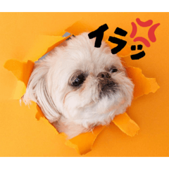 Hijiki_20260207175045