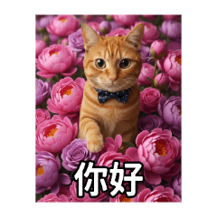 黃色虎斑貓-小黃黃日常對話