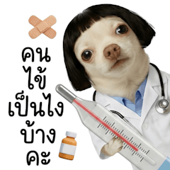 คุณหมอชิวาวาหน้าแบ๊ว (BGZ)