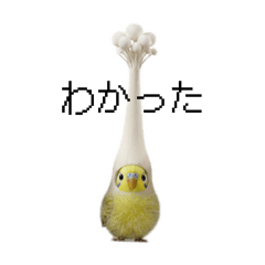 Tamegoro_20260207185850