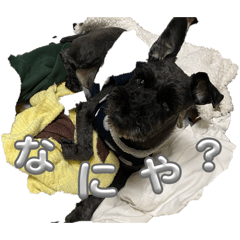 Pepepe_20260207180324