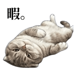 Cats With Zero Wild Instincts