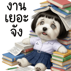 นักเรียนมอลทีสหน้าแบ๊ว (BGZ)