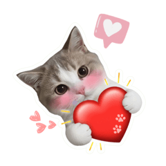 Dobby 喵喵日常 ｜賓士貓的可愛對話