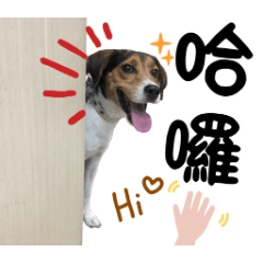 調皮可愛的皮蛋 V.1