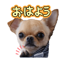 TOYOTA rikucho_20260206084131