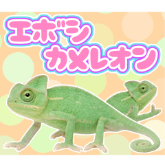 毎日使えるエボシカメレオンの日常