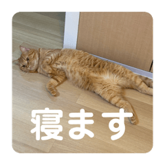 Mai.T_20260207224039