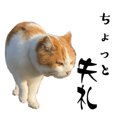 syake_20260207200127