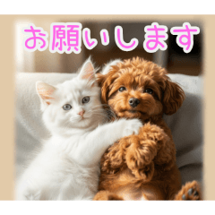 PAKAMOGOLY_20260208001202