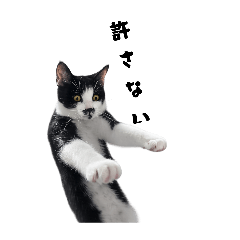 mikawaya_20260205231045