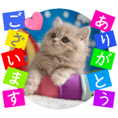 Shigeyuki koketsu_20260206095719