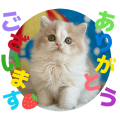 Shigeyuki koketsu_20260206142847