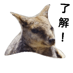 Rock Wallaby (with Japanese)