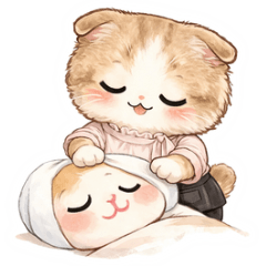 Scottish Fold Esthetician kitten