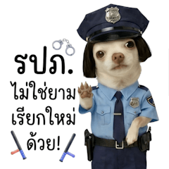 รปภ. ชิวาวาหน้าแบ๊ว (BGZ)