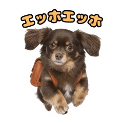 Yurukawa Chiweenie