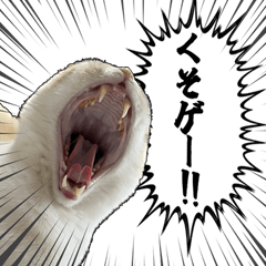 Toasted Marshmallow Cat