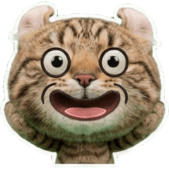 動くアメリカンカール8