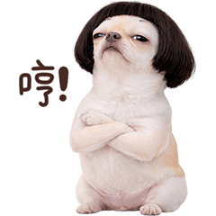 Chihuahua So Cute (TW)