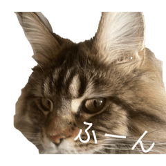 Tabby_20260206210248