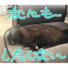 ozinzin_20260207210320