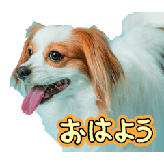 aokabu28_20260208070151