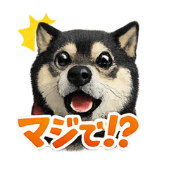 shuko_20260206212037