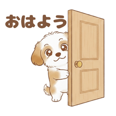 Adorable Chiwapoo Days