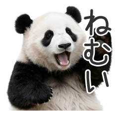 Sleepy Panda Baby Daily Greetings