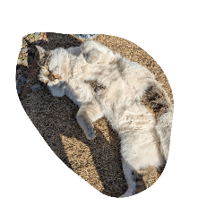 noraneko commission_20260207211236