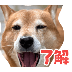 ma-san_20260207211400