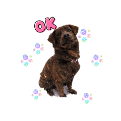 chiii_20260208114056