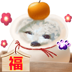 ビションゆっちゃん