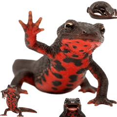 BIG! アカハライモリ　実写