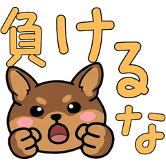 Moving Round Face Chiwachs Mix 22