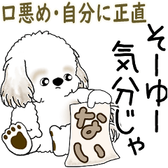 Shih tzu 2026 (be honest with yourself)