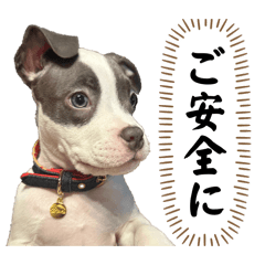 asuka_20260207161803