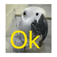 蕭蕭灰小公主-灰鸚鵡的日常實用對話