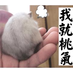 還是一隻小桃氣♡︎