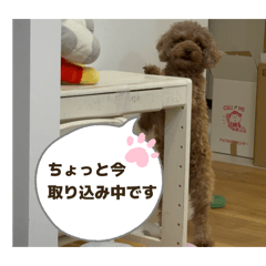 mugicha_20260208164523