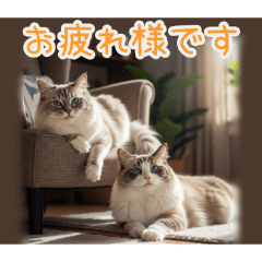 PAKAMOGOLY_20260208191259