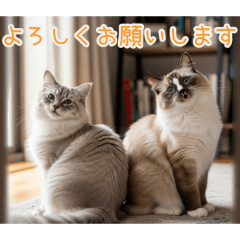 PAKAMOGOLY_20260208191401